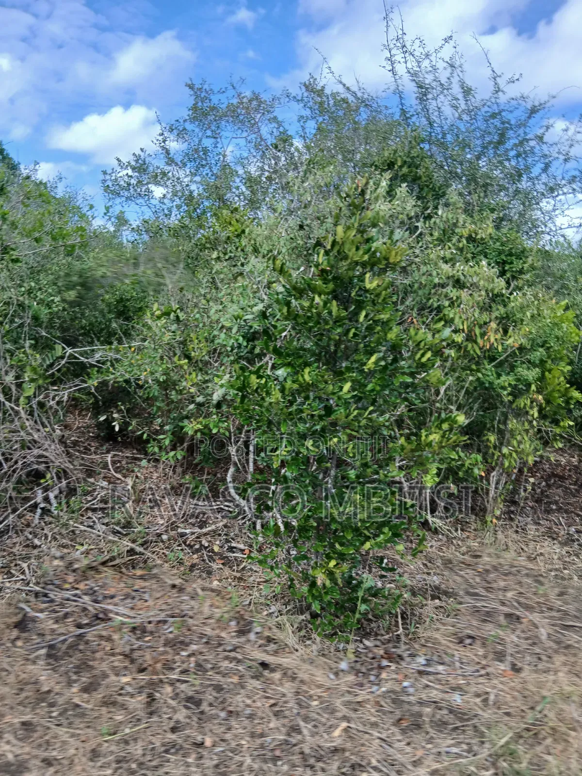 19 Acres Forsale in Malindi Boreshingwaya