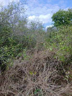 19 Acres Forsale in Malindi Boreshingwaya