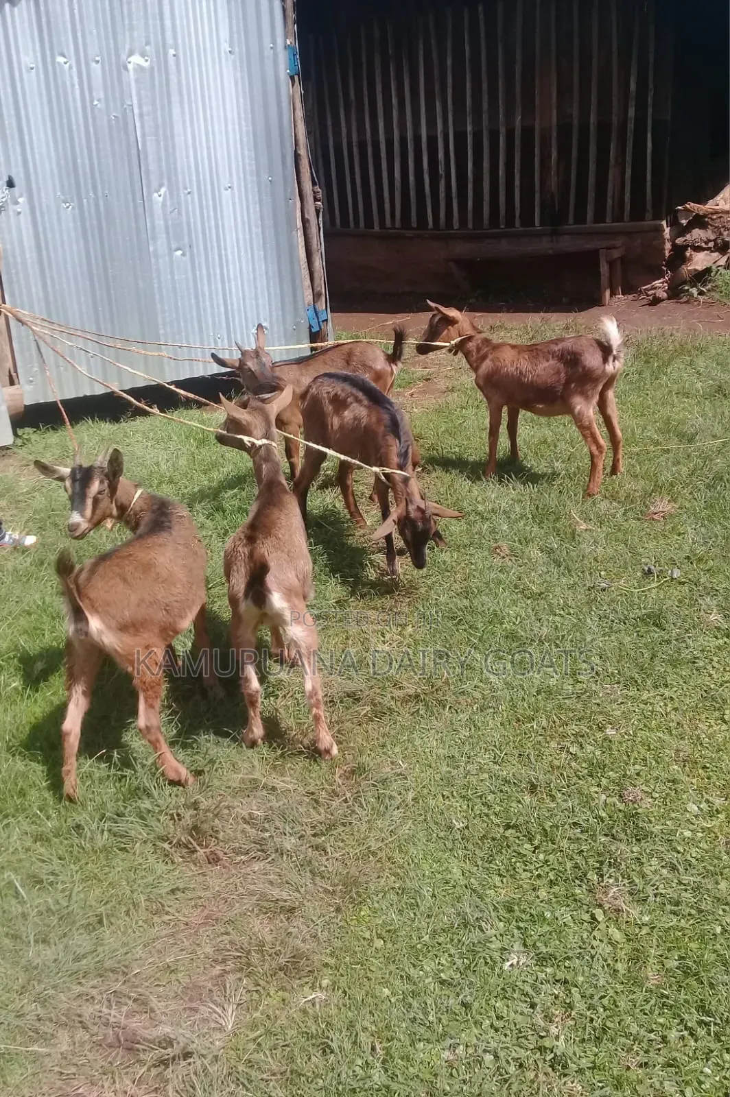 Kamuruana Dairy Goats