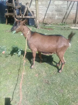 Kamuruana Dairy Goats
