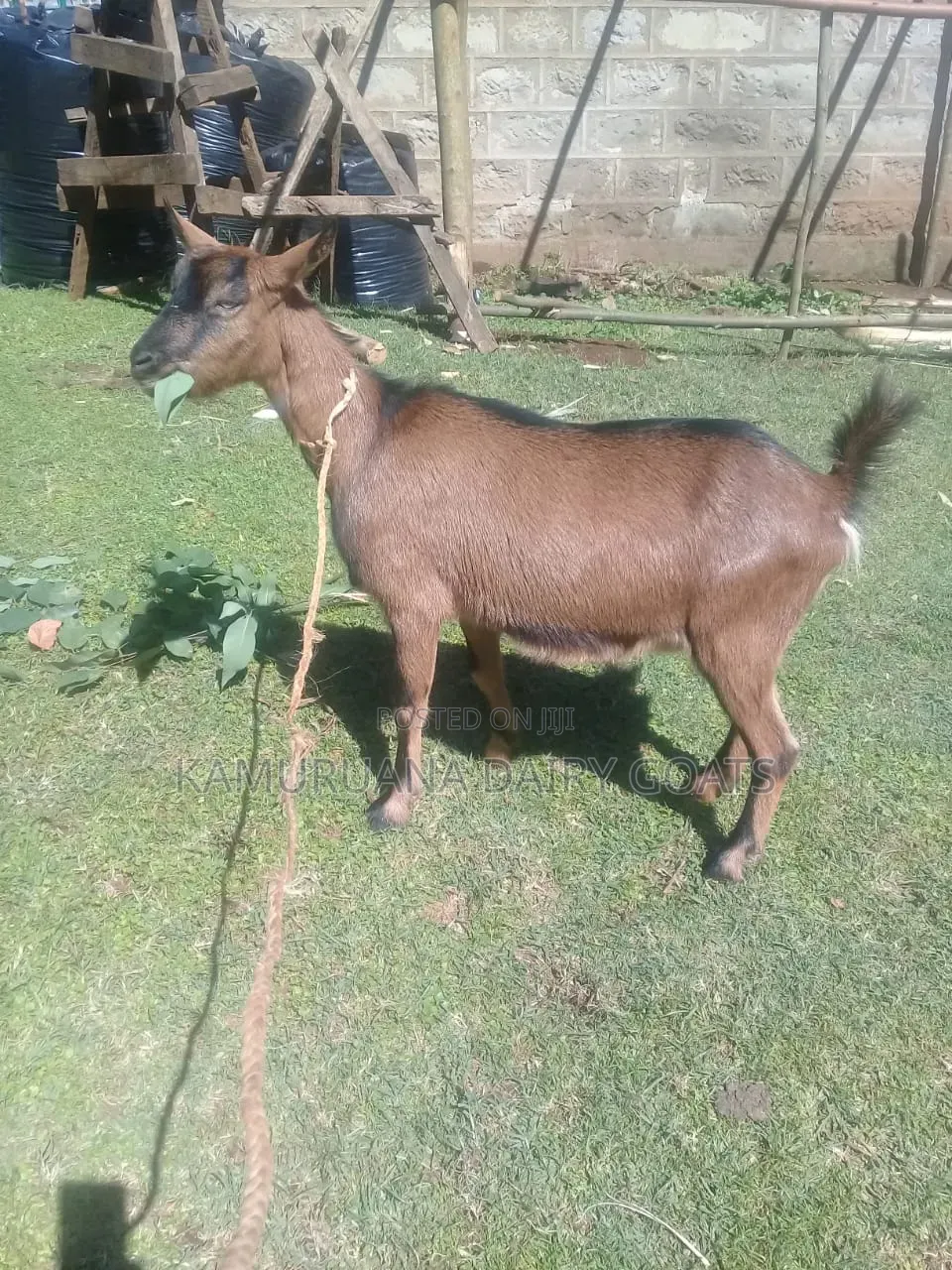 Kamuruana Dairy Goats