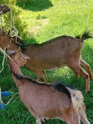 Kamuruana Dairy Goats