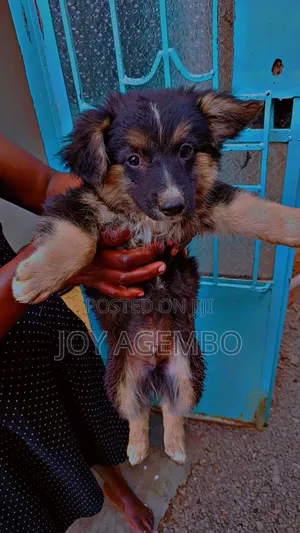1-3 months Male Mixed Breed Japanese Spitz