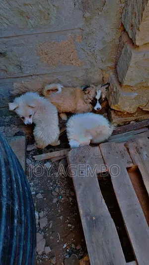 1-3 months Male Mixed Breed Japanese Spitz