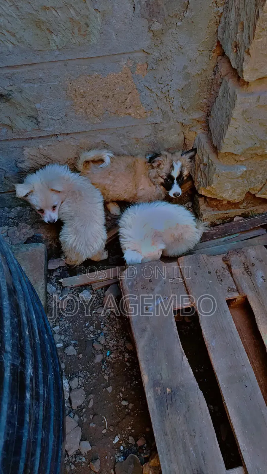 1-3 months Male Mixed Breed Japanese Spitz