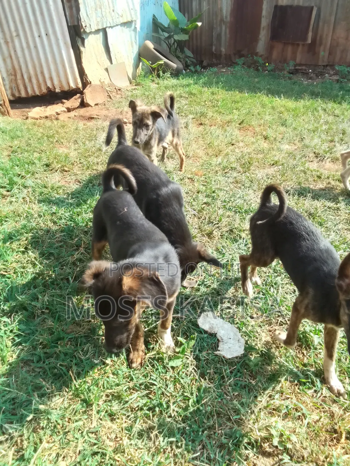 3-6 months Female Mixed Breed Siberian Husky