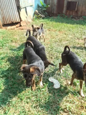 3-6 months Female Mixed Breed Siberian Husky