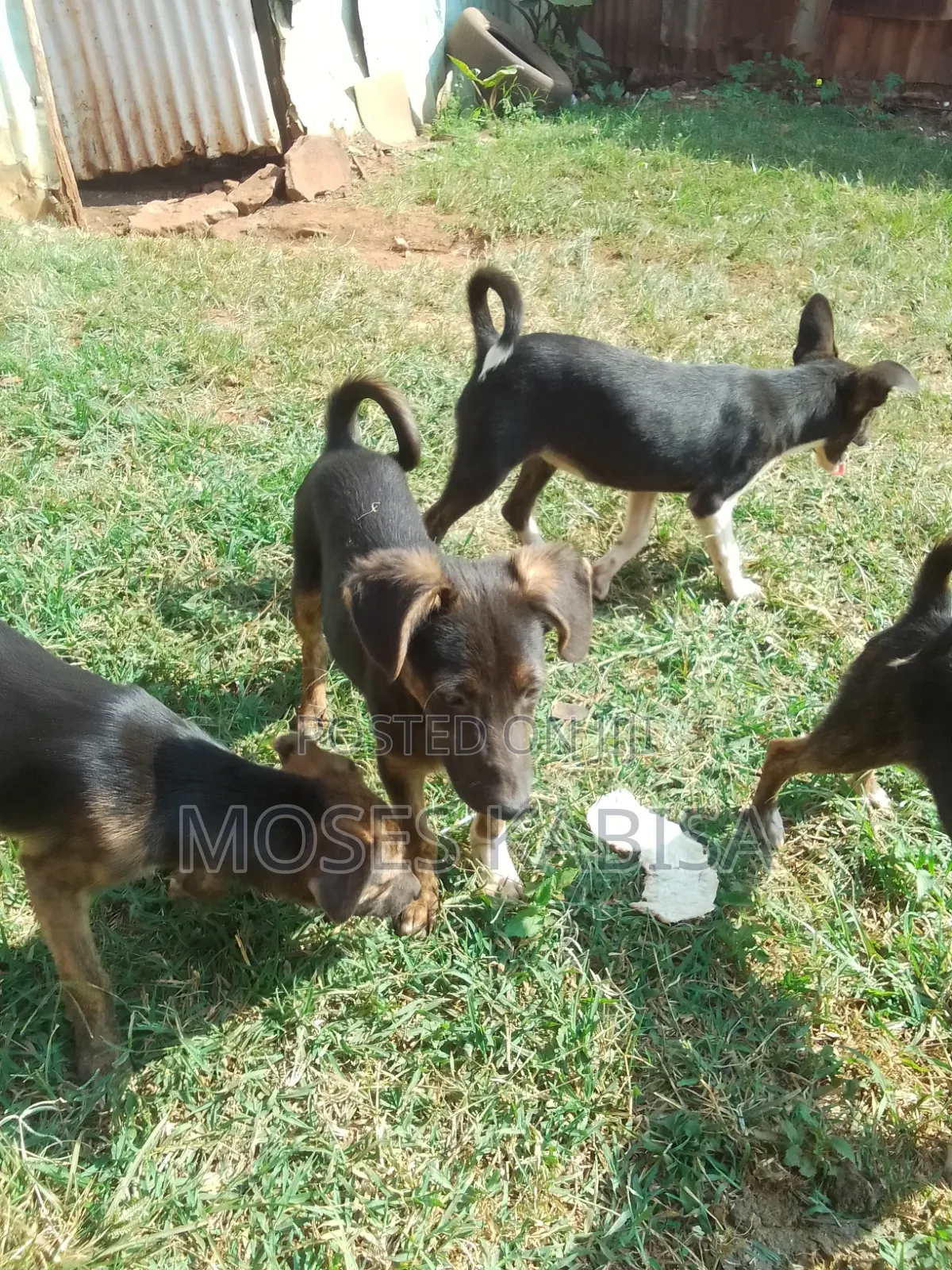 3-6 months Female Mixed Breed Siberian Husky