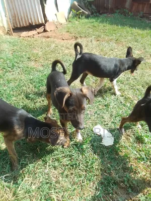 3-6 months Female Mixed Breed Siberian Husky