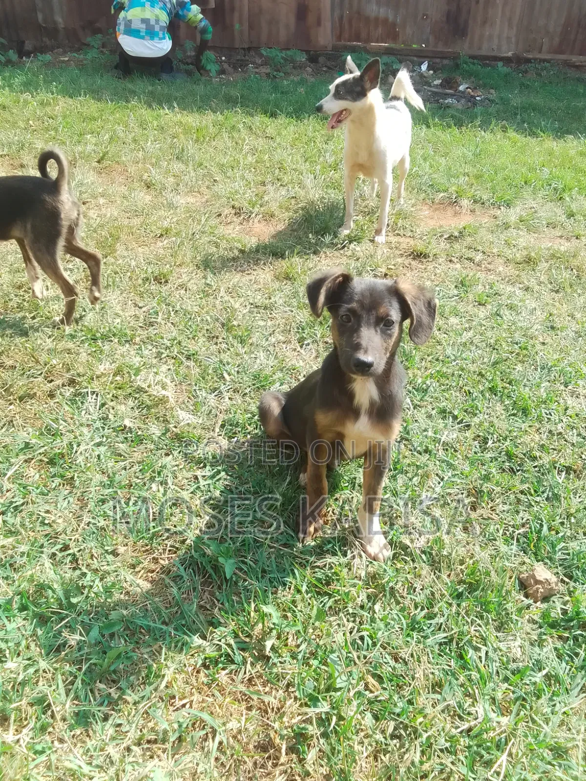 3-6 months Female Mixed Breed Siberian Husky