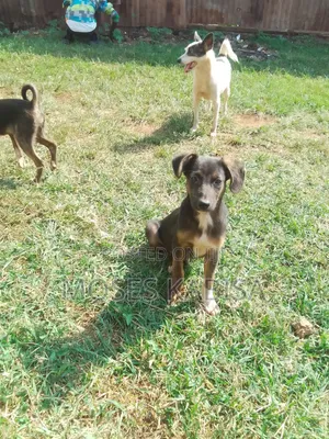 3-6 months Female Mixed Breed Siberian Husky
