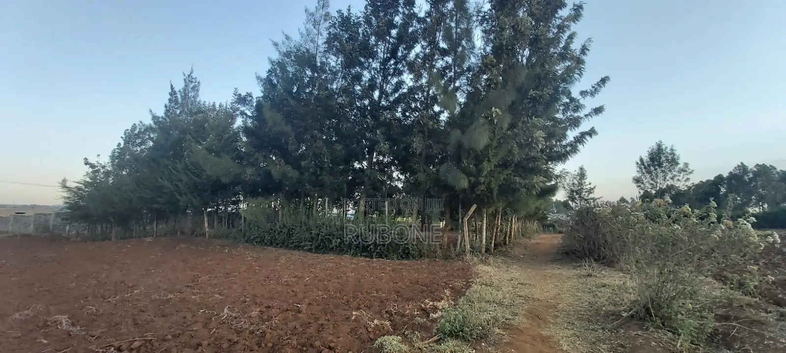 Kikuyu, Kamangu, Tarmac 0.5 Acre HOT SALE With Mature Trees and Fence
