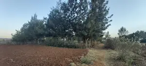 Kikuyu, Kamangu, Tarmac 0.5 Acre HOT SALE With Mature Trees and Fence
