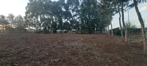 Kikuyu, Kamangu, Tarmac 0.5 Acre HOT SALE With Mature Trees and Fence