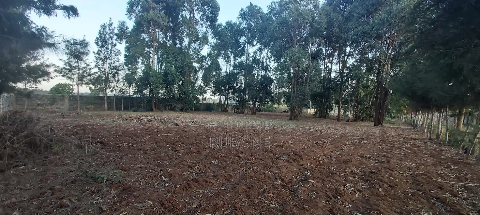 Kikuyu, Kamangu, Tarmac 0.5 Acre HOT SALE With Mature Trees and Fence