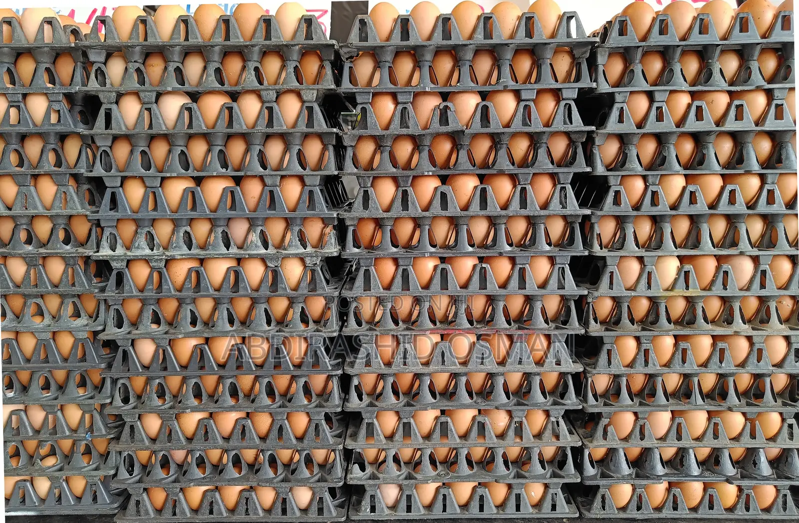Fresh Chicken Eggs Supply Wholesale in Bulk