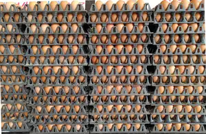 Fresh Chicken Eggs Supply Wholesale in Bulk