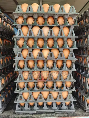 Fresh Chicken Eggs Supply Wholesale in Bulk