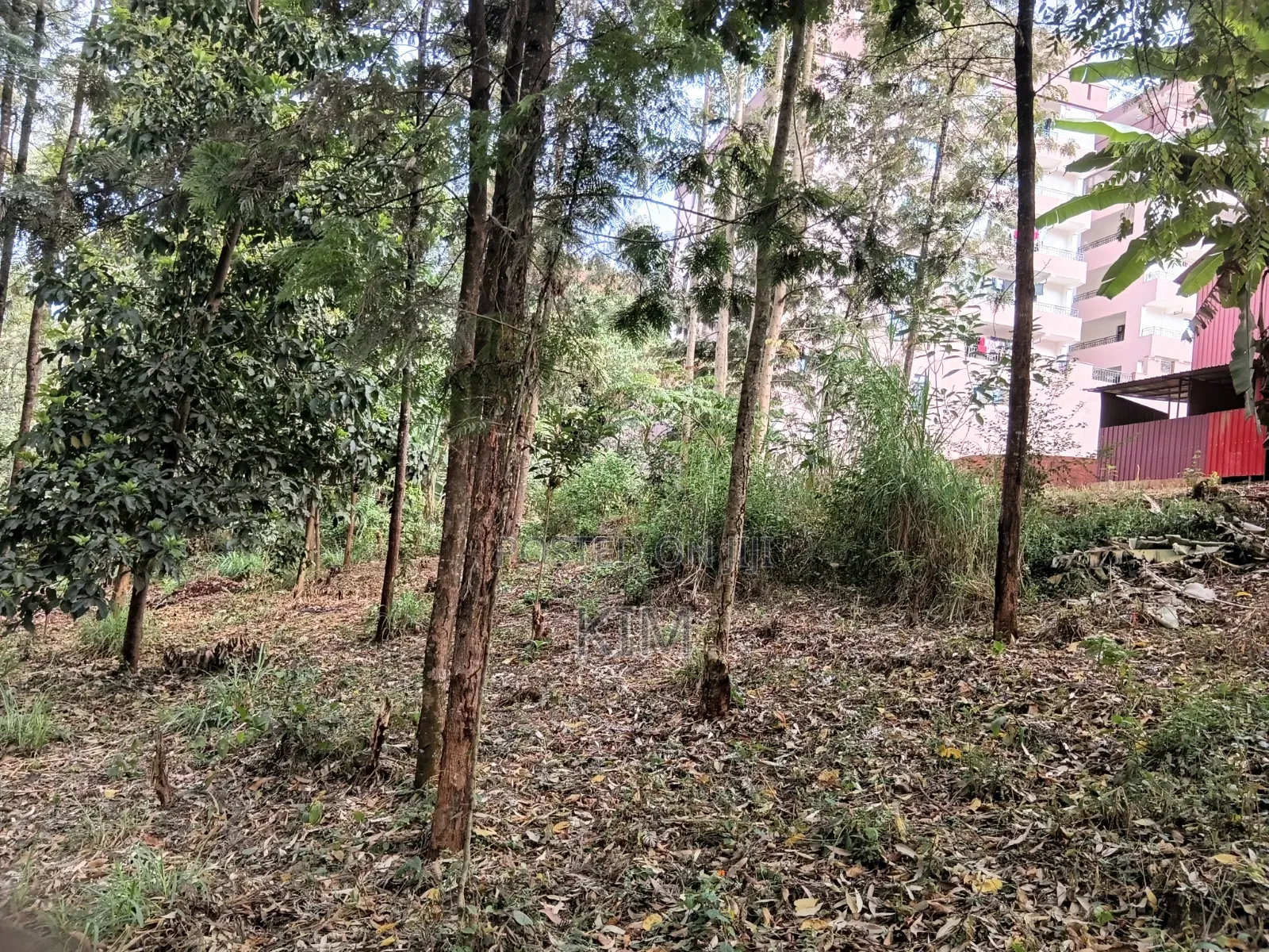 100×100 Plot in Ruaka.
