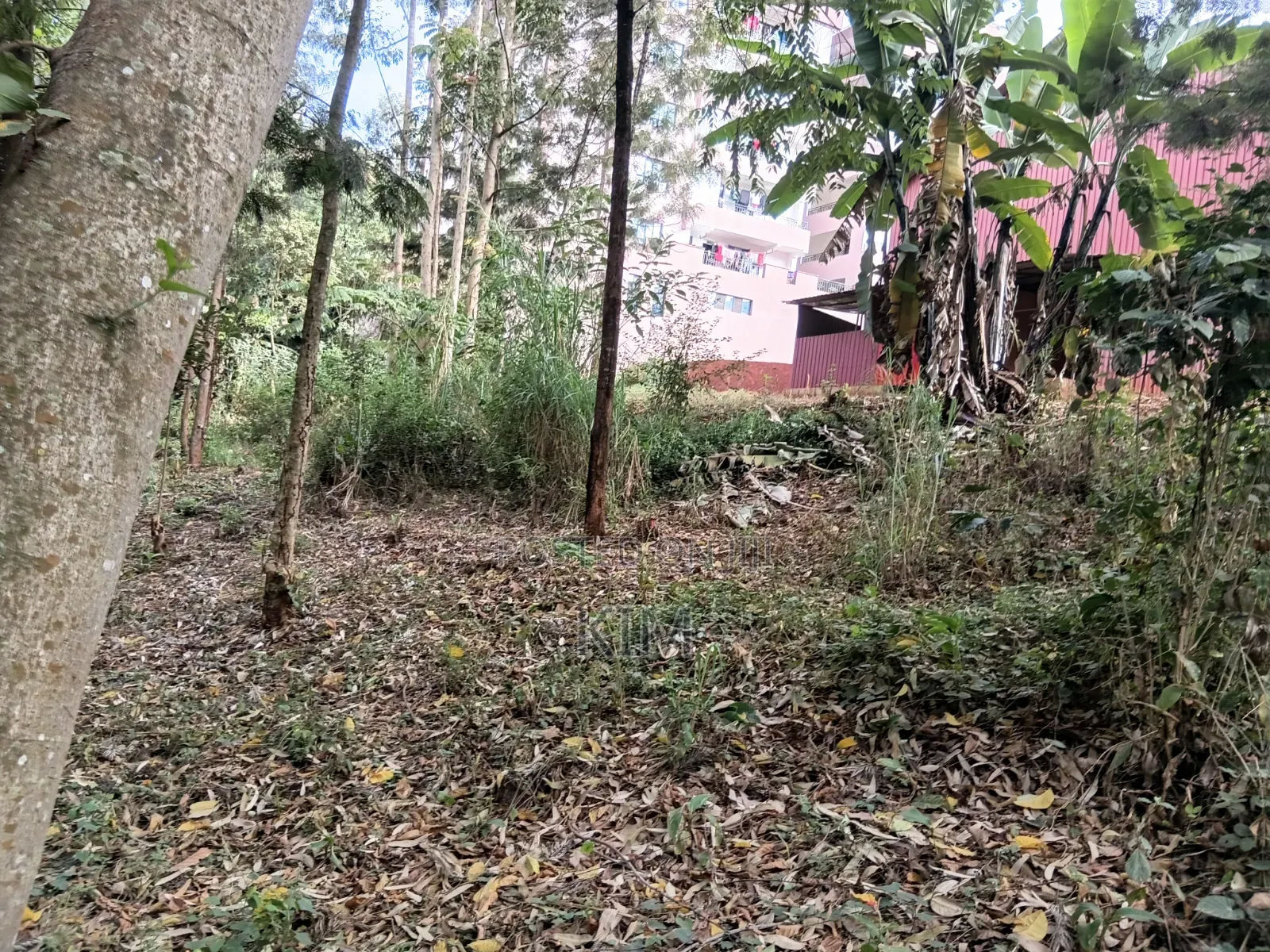 100×100 Plot in Ruaka.