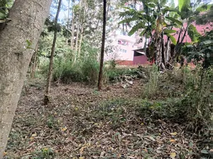 100×100 Plot in Ruaka.