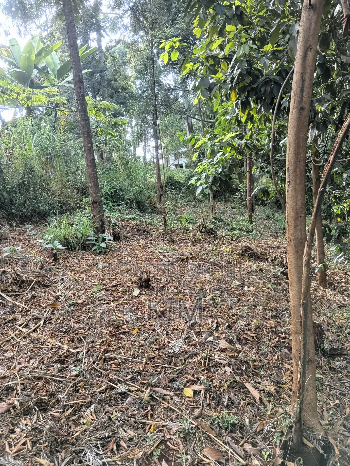 100×100 Plot in Ruaka.