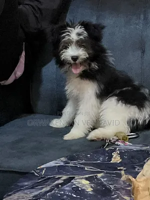 6-12 months Male Purebred Havanese