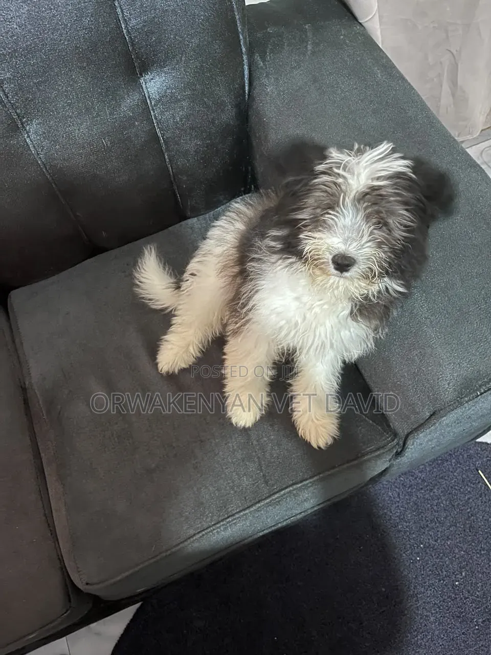 6-12 months Male Purebred Havanese