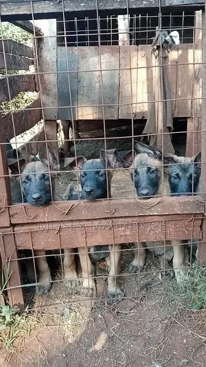 1-3 months Male Purebred Belgian Malinois