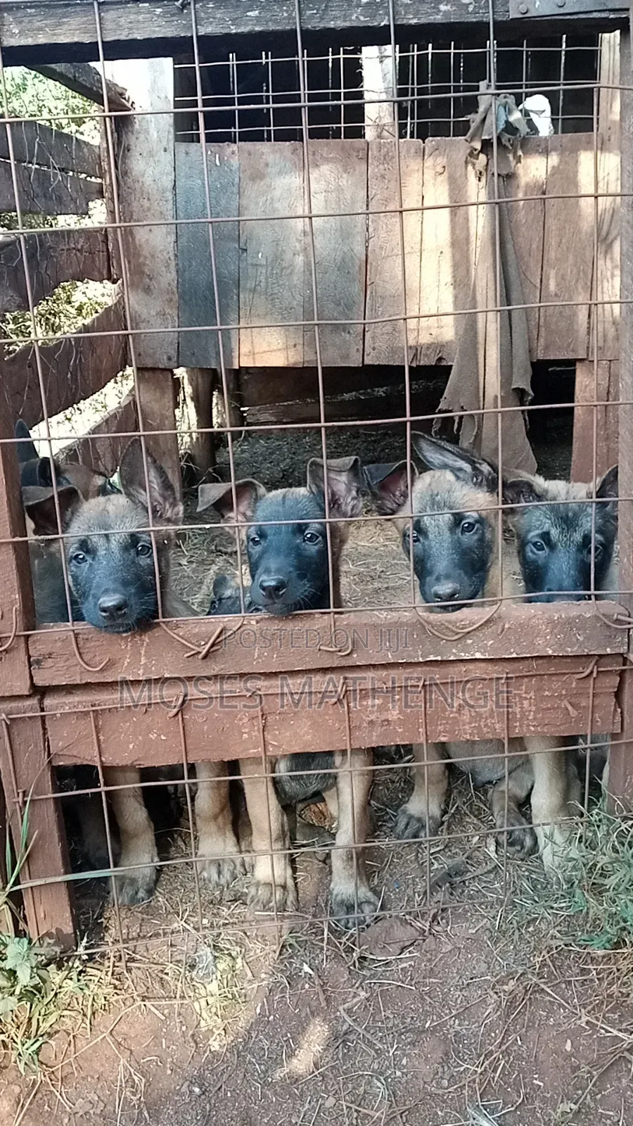 1-3 months Male Purebred Belgian Malinois