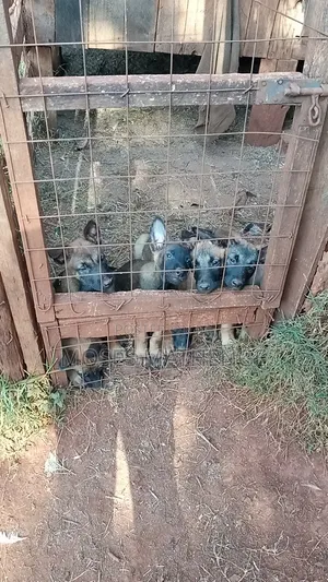 1-3 months Male Purebred Belgian Malinois
