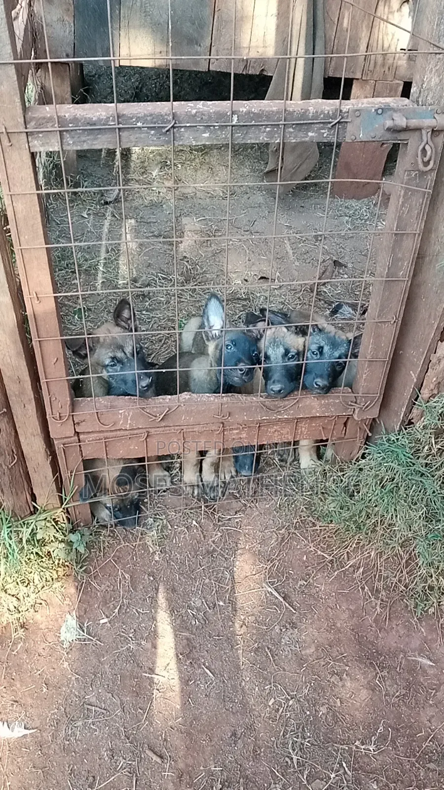 1-3 months Male Purebred Belgian Malinois