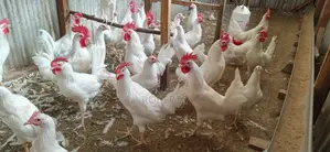 4mnths White Leghorn