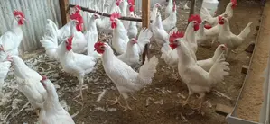4mnths White Leghorn