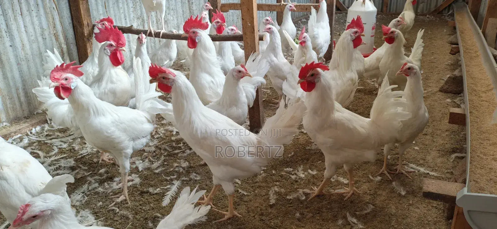 4mnths White Leghorn
