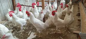 4mnths White Leghorn