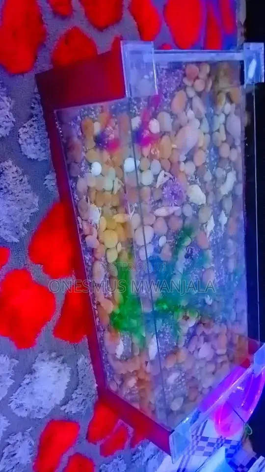 Beautiful Aquarium Fish Tank