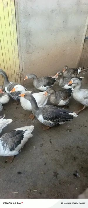 Chinese Goose