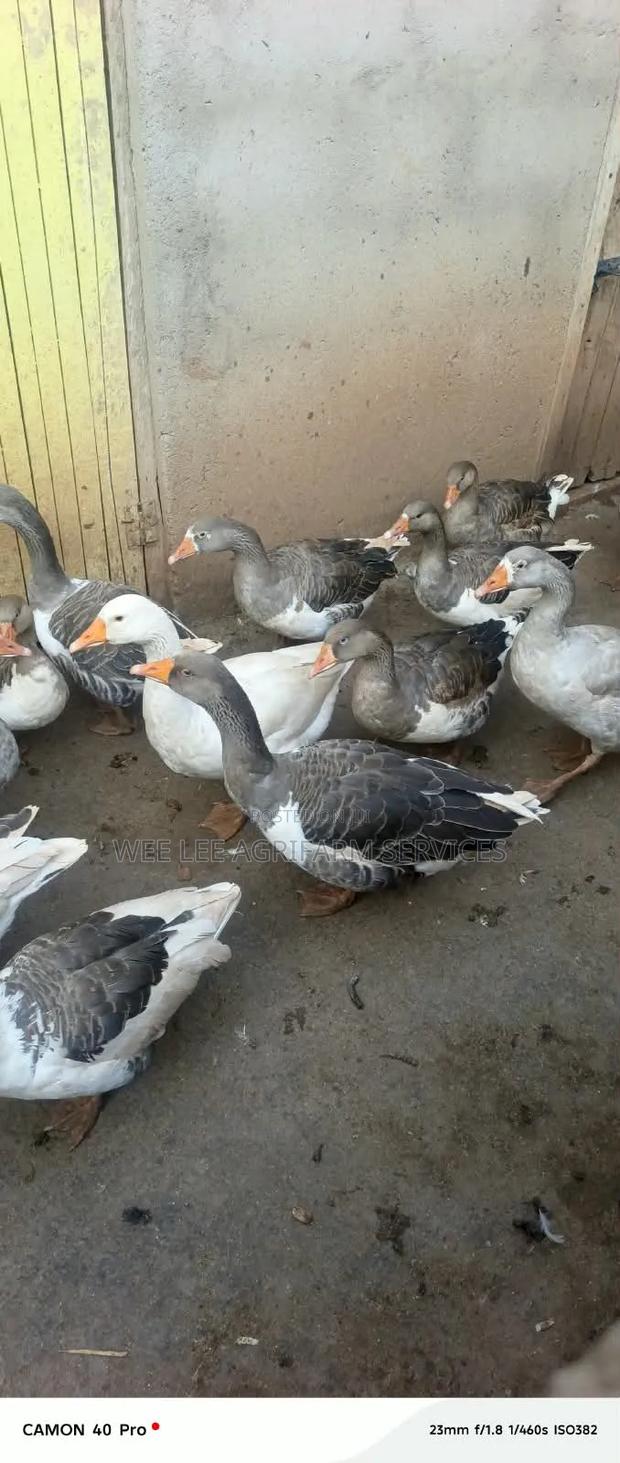 Chinese Goose - main view
