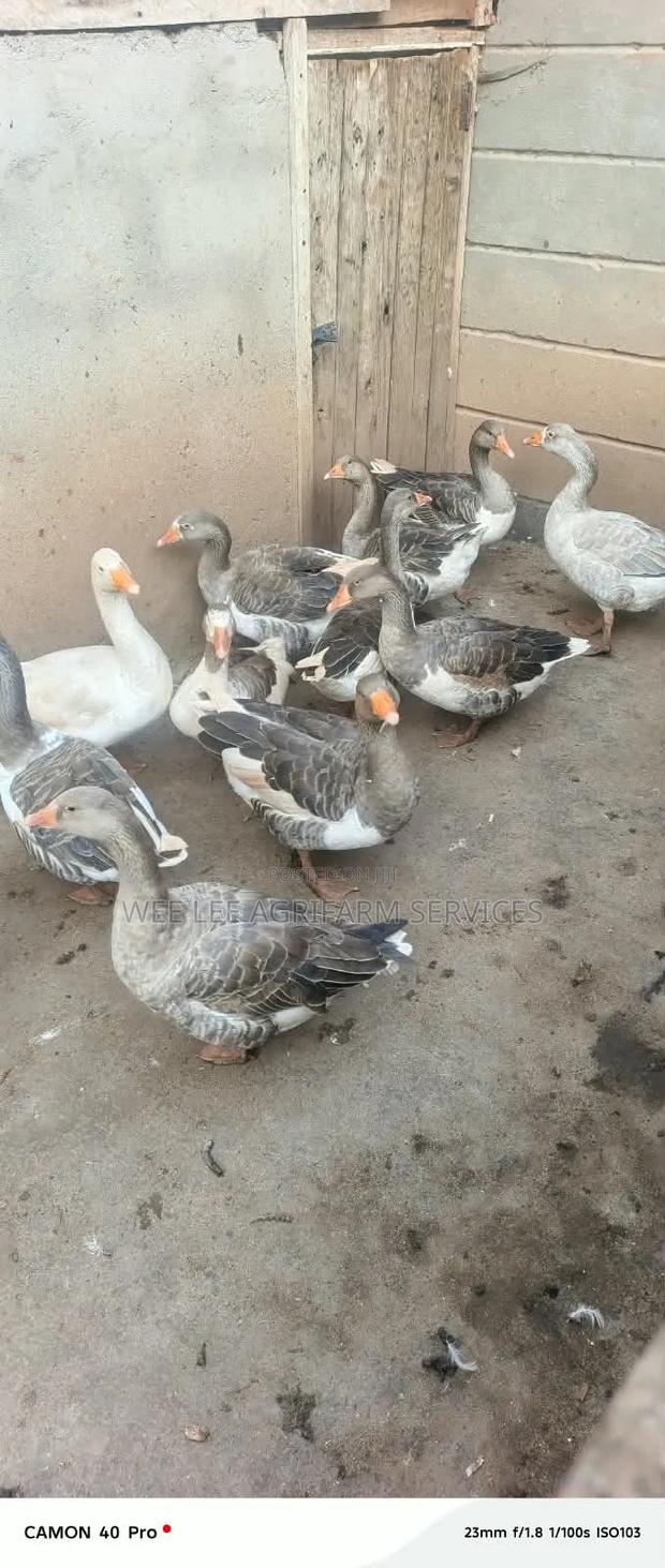 Chinese Goose - thumbnail 2