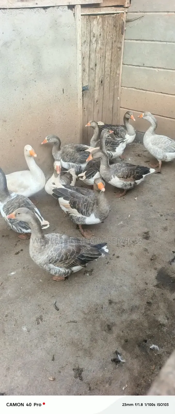 Chinese Goose