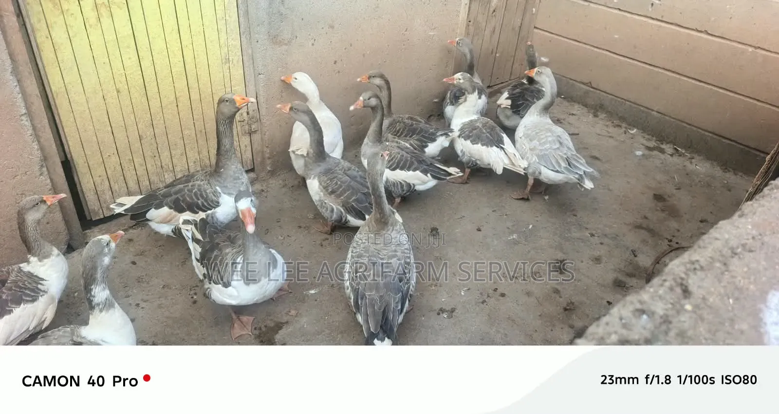 Chinese Goose