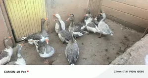 Chinese Goose