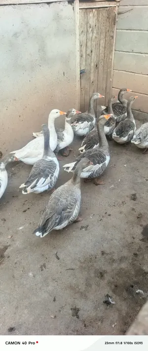 Chinese Goose