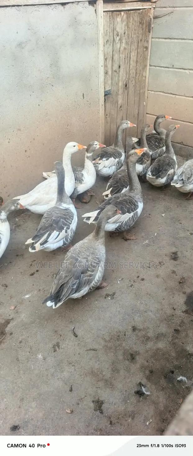 Chinese Goose - thumbnail 4