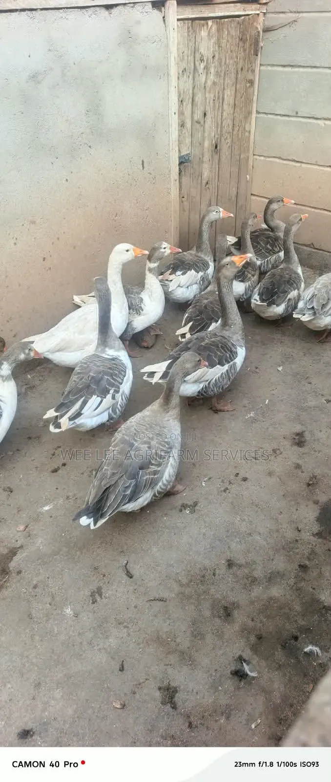 Chinese Goose