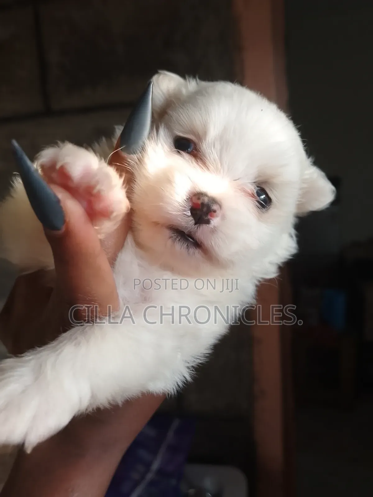 1-3 months Female Purebred Maltese