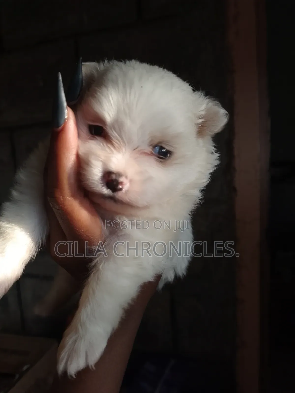 1-3 months Female Purebred Maltese