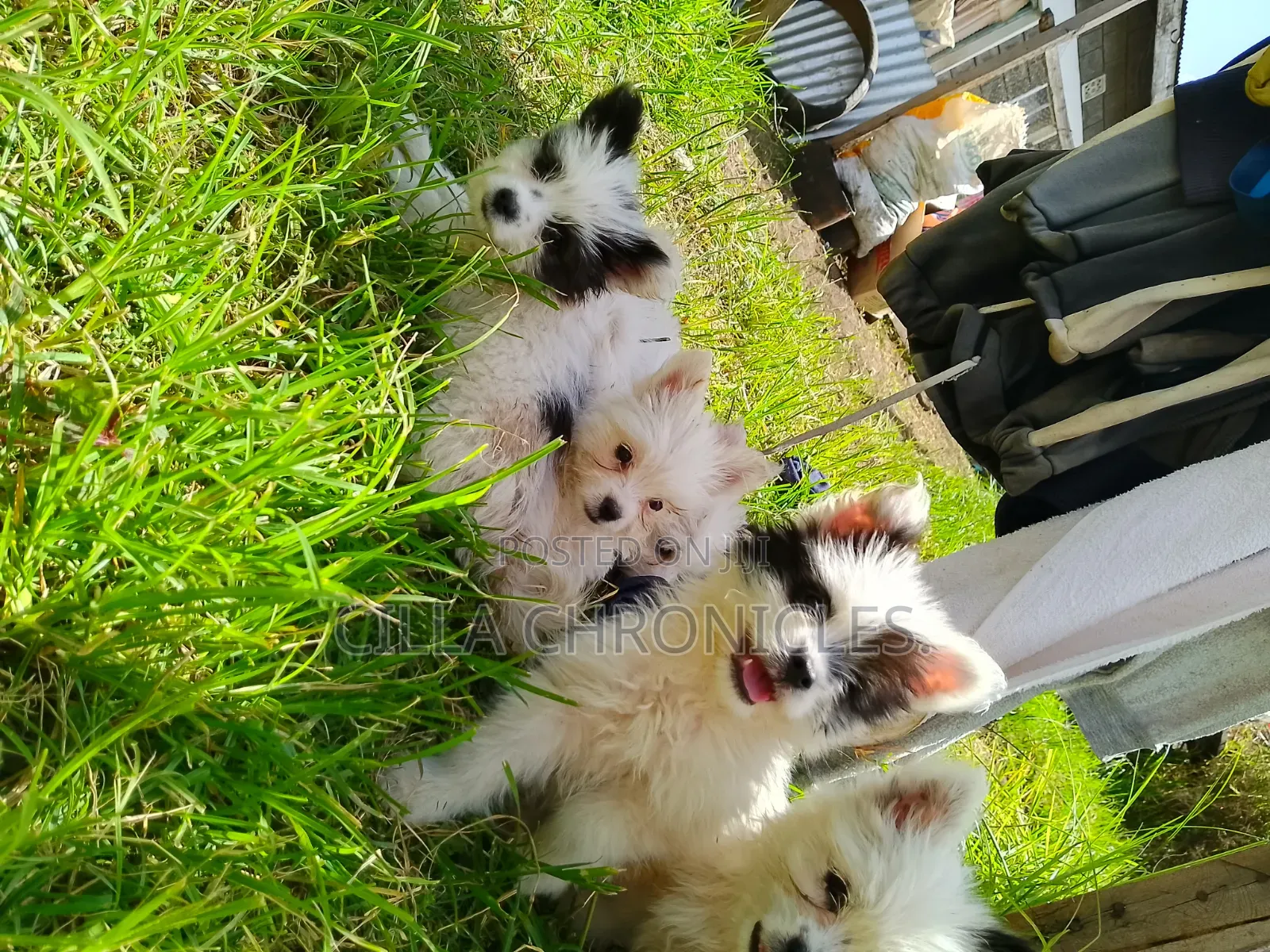 1-3 months Female Purebred Maltese