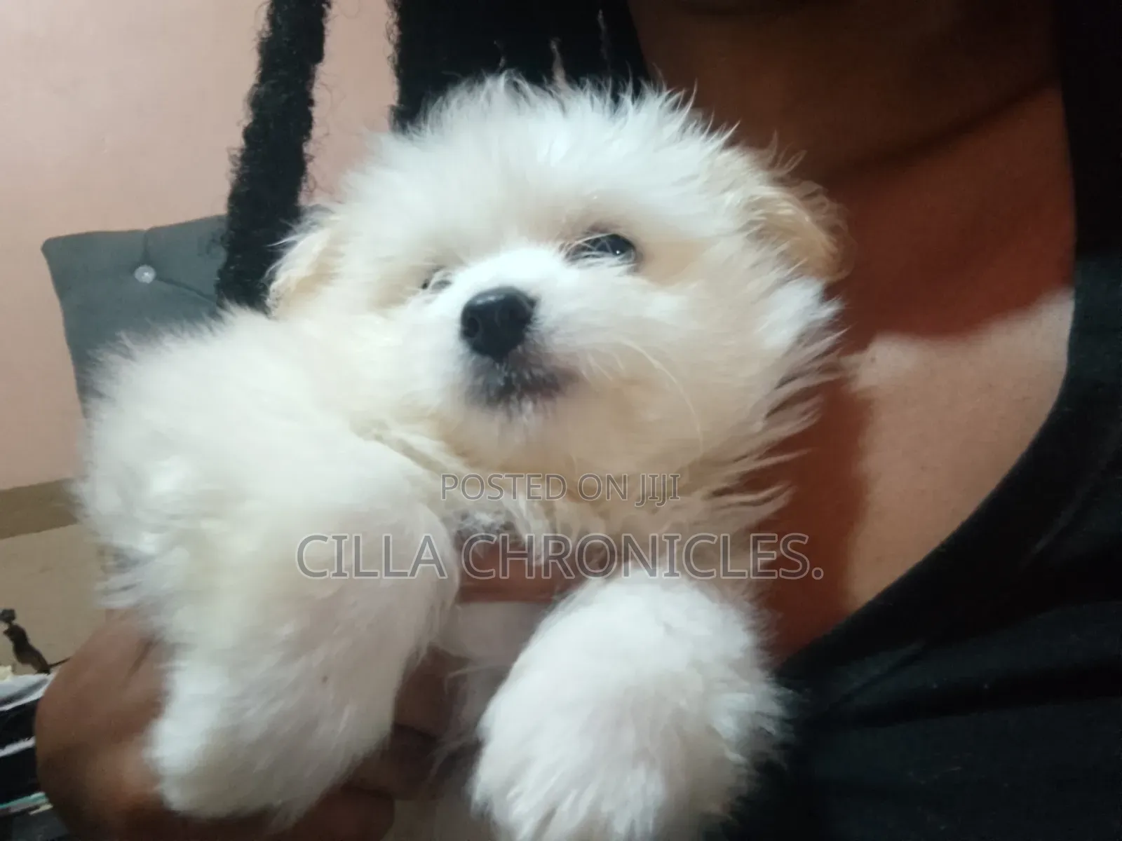 1-3 months Female Purebred Maltese